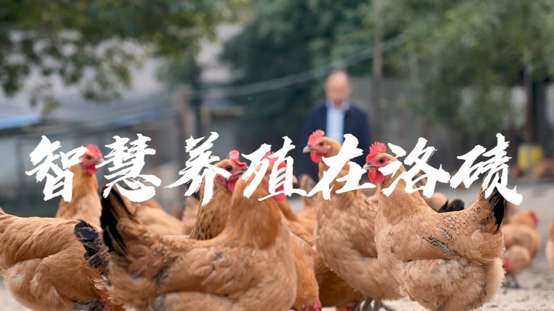 CRo优化流程：揭秘生物制药研发的效率加速器
