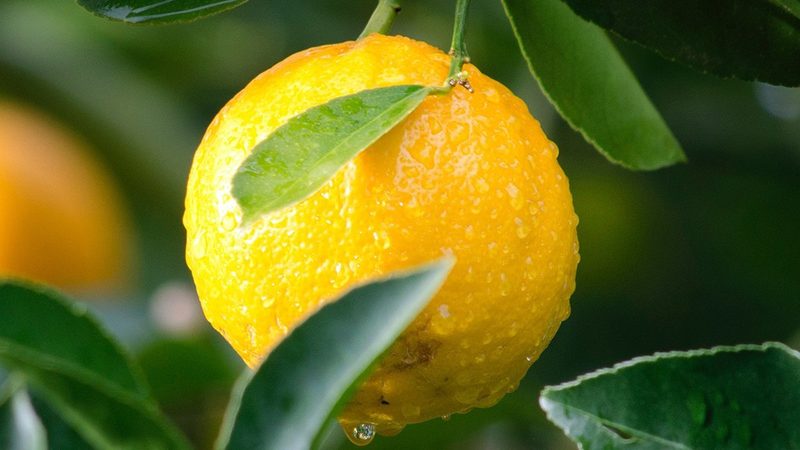 CRO项目交付时间规范：关键因素与优化策略